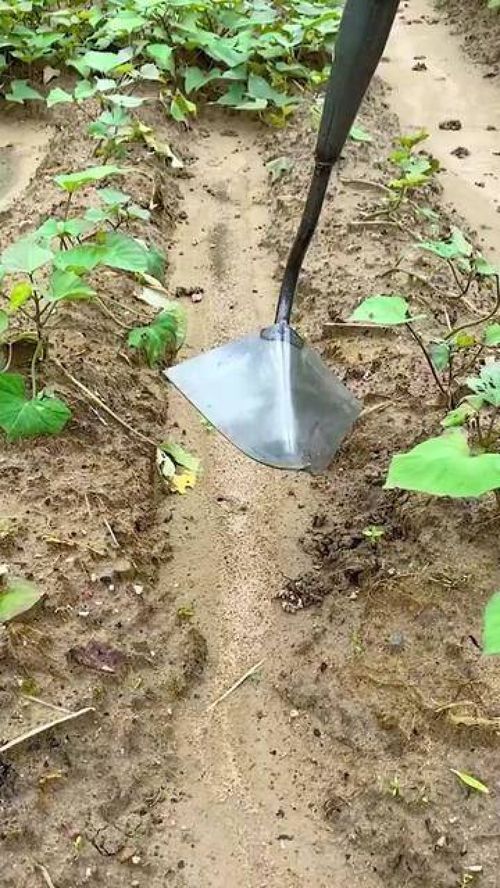 这样的三角锄头大家有见过吗 开沟非常方便 家种植 农具 园林工具